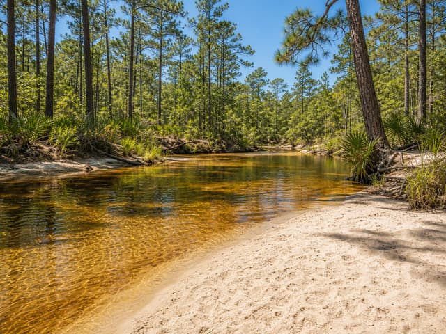 Editorial image of a canyon creek pool shaded by cottonwood trees
