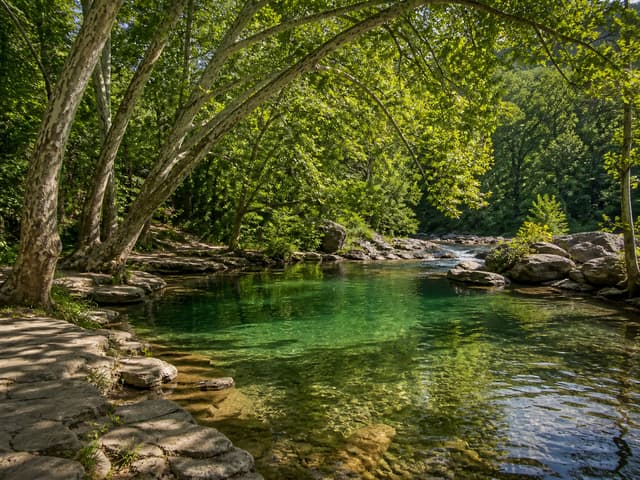 Editorial image of a fern-lined Pacific Northwest creek pool