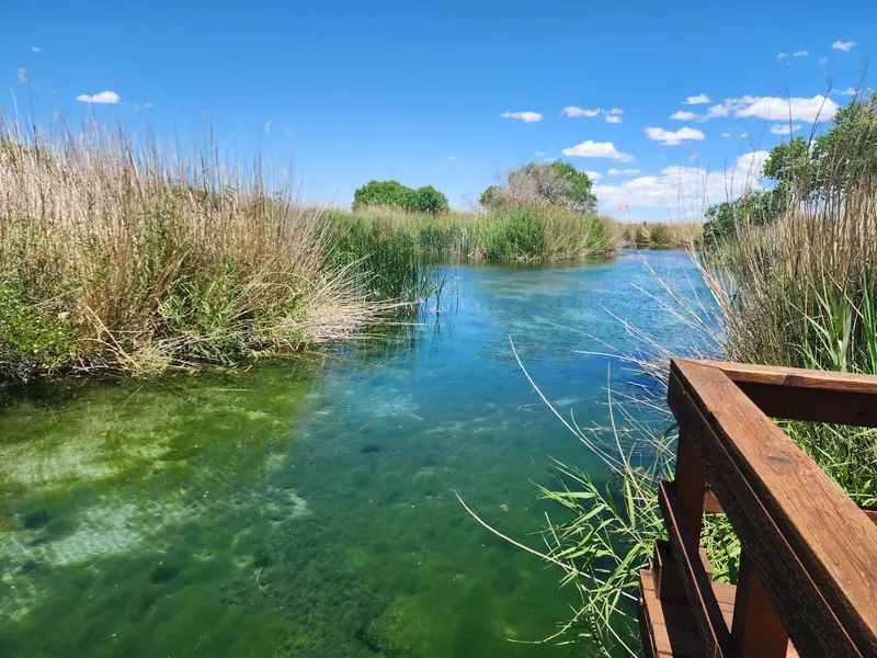 Reed-lined wetland viewed from a wooden railing at Balmorhea State Park, separate from the swimming pool