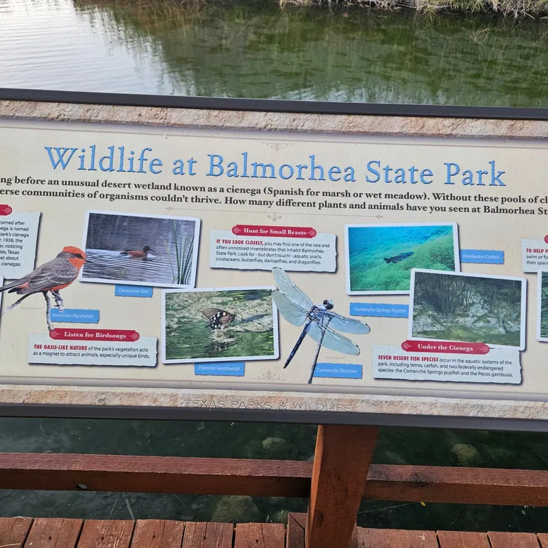 Wildlife interpretive sign beside a wetland at Balmorhea State Park