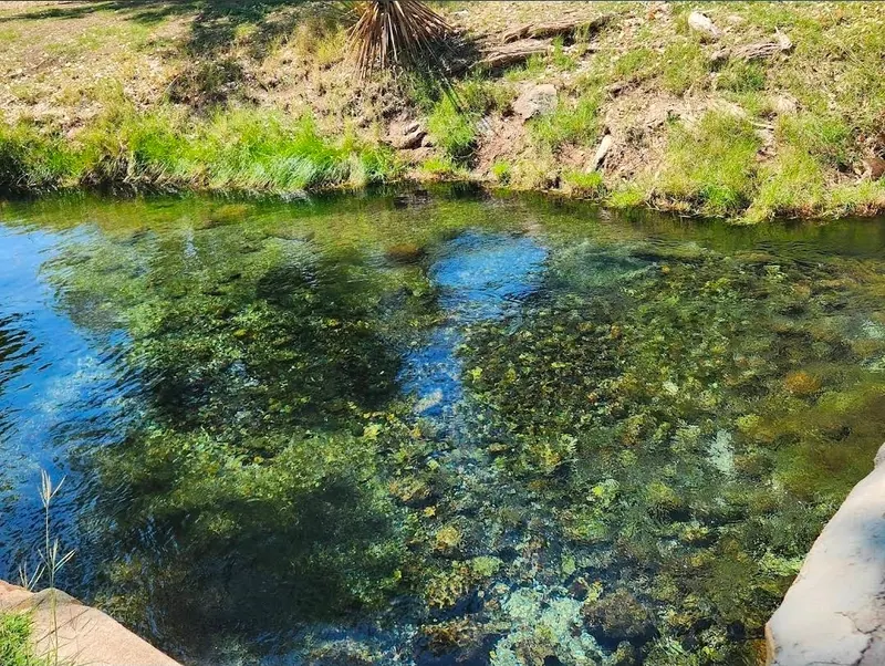 Water channel with submerged vegetation and a grassy bank at Balmorhea State Park