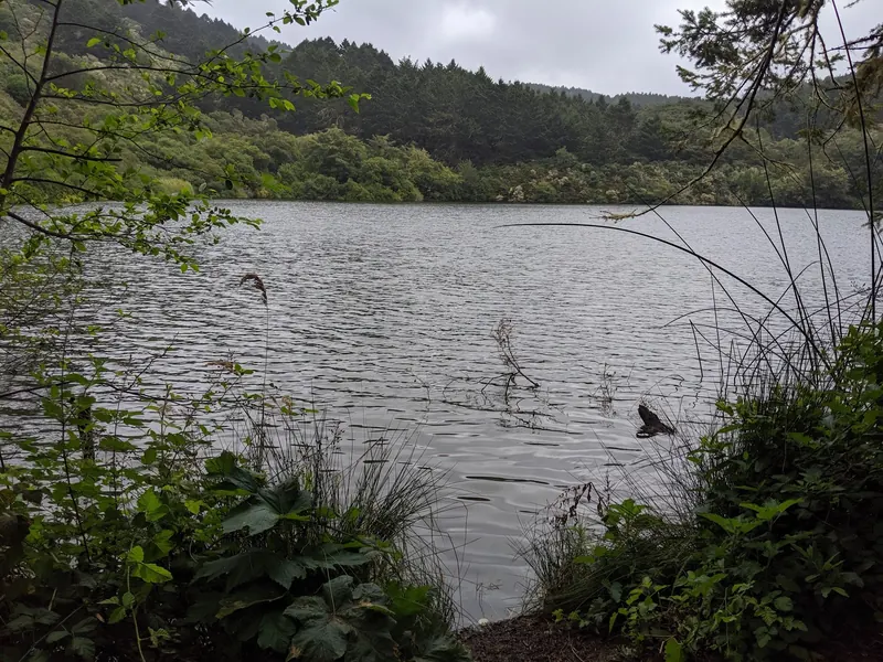Reeds and overhanging branches along the edge of Bass Lake near Bolinas