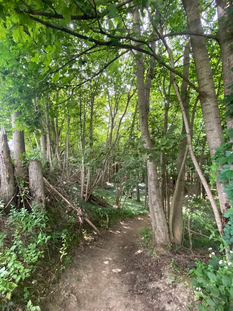 Uneven dirt trail descending through trees near Bellevue Falls