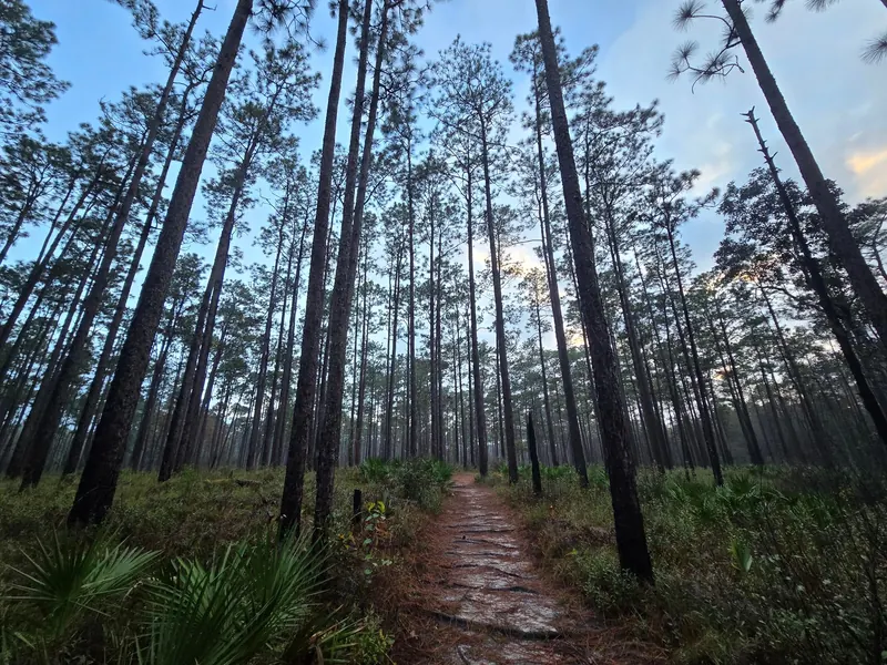 Sandy woodland path among tall pines in the Blackwater River State Park collection; historical trail context, not turn-by-turn directions