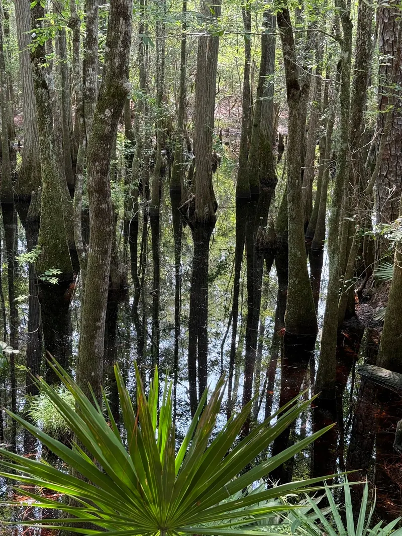 Trees reflected in dark wetland water in the Blackwater River State Park collection; habitat scenery, not a swimming entrance