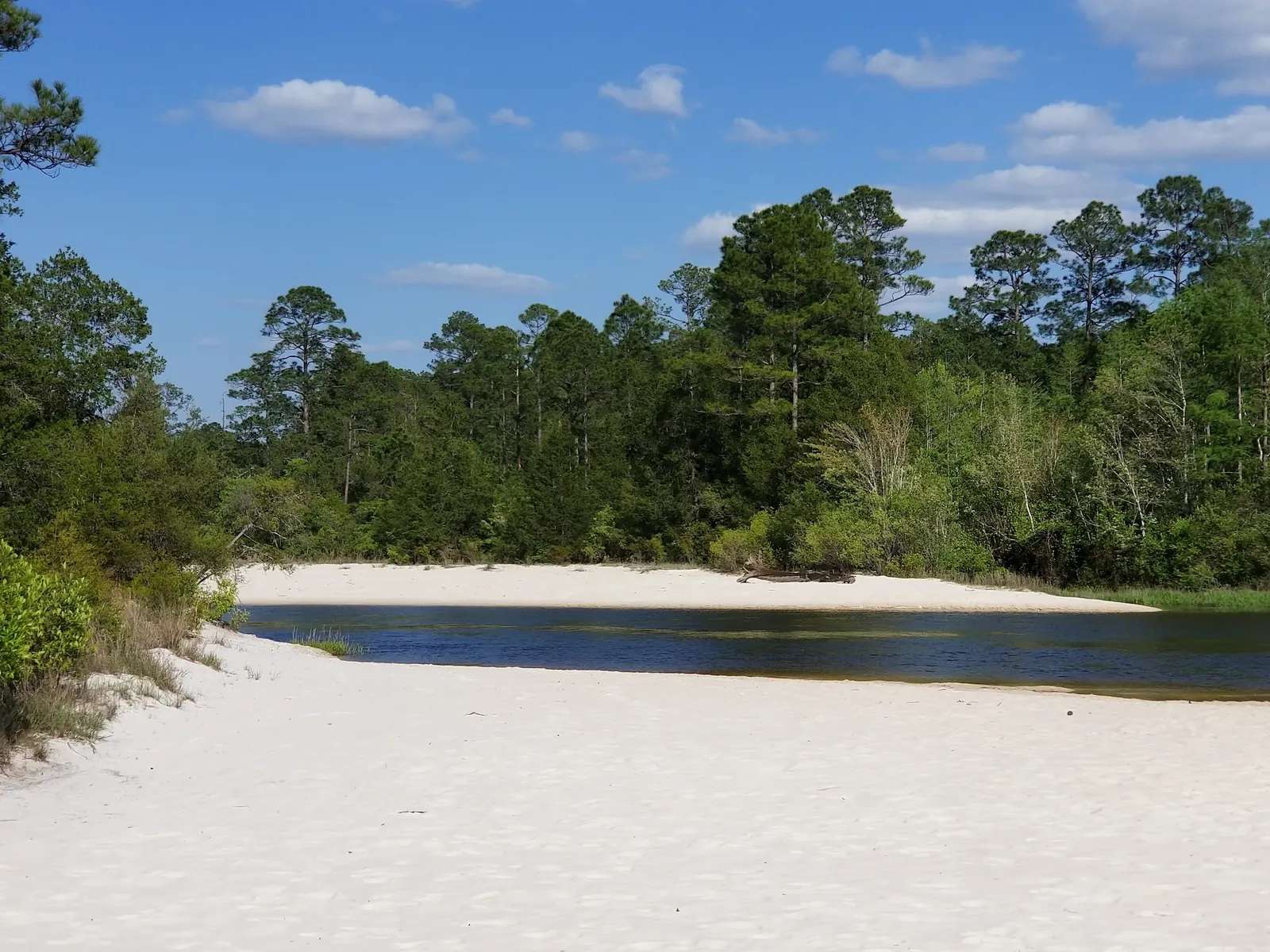 White sandbanks beside the Blackwater River with pine forest beyond