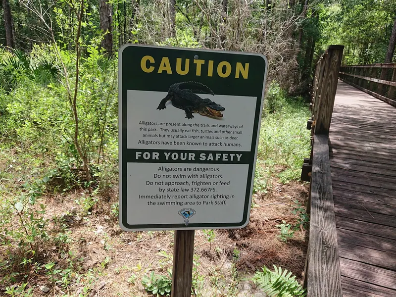 Alligator caution sign beside a wooden boardwalk in the Blackwater River State Park collection; historical signage, follow current park guidance