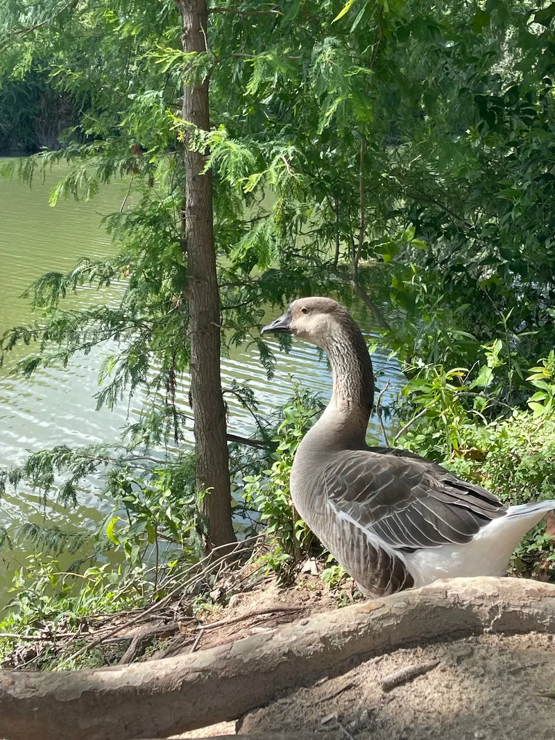 A goose on the shaded riverbank at Blanco State Park