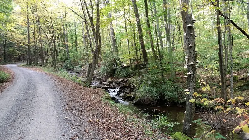 Historical gravel forest road beside a wooded creek in the Blue Hole collection; scenery, not a verified parking space or accessible water-entry route