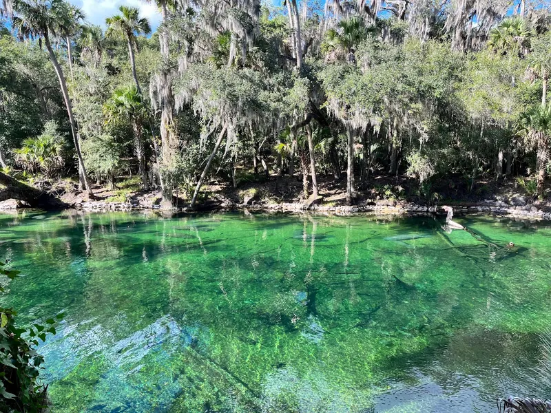 Green spring water, submerged wood and a wooded bank in the Blue Spring State Park collection; historical habitat view, not current swimming clearance