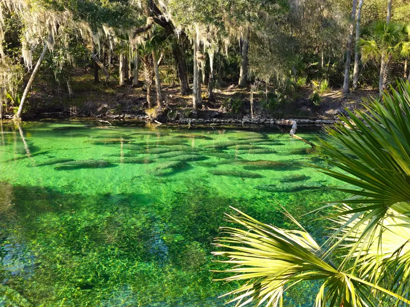 A group of manatees beneath green spring water beside the wooded bank at Blue Spring State Park