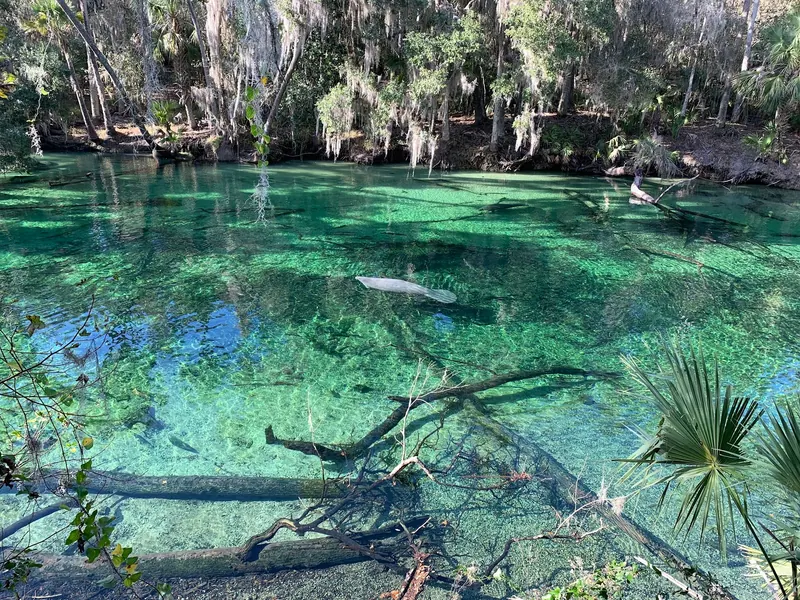 A manatee above submerged logs in the clear spring run at Blue Spring State Park, Florida