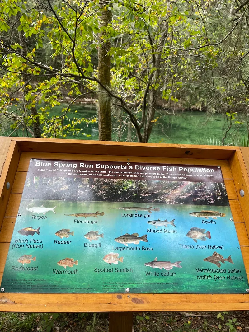 Interpretive sign illustrating fish species beside the spring run at Blue Spring State Park