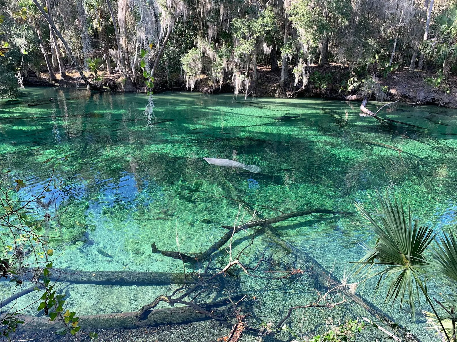 A manatee above submerged logs in the clear spring run at Blue Spring State Park, Florida