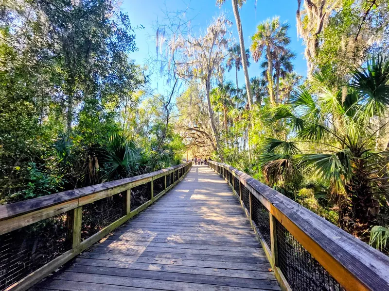 Wooden boardwalk beneath palms and moss-draped trees at Blue Spring State Park, with distant visitors; historical park context