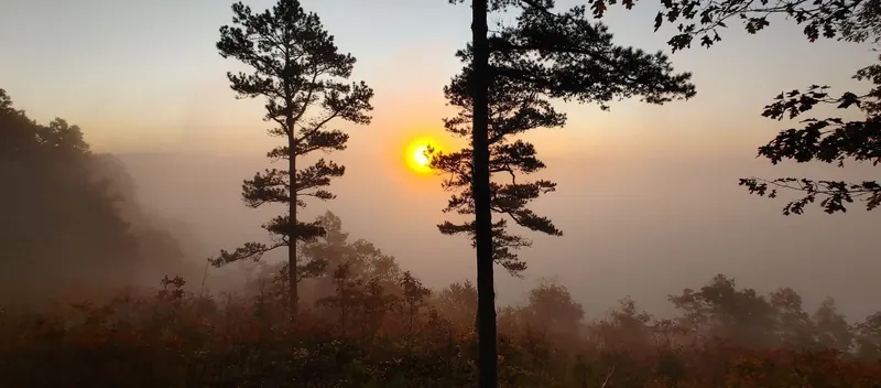 Low sun and mist behind pine trees in the Buffalo Point lodging collection; historical landscape, not a river-entry or weather report