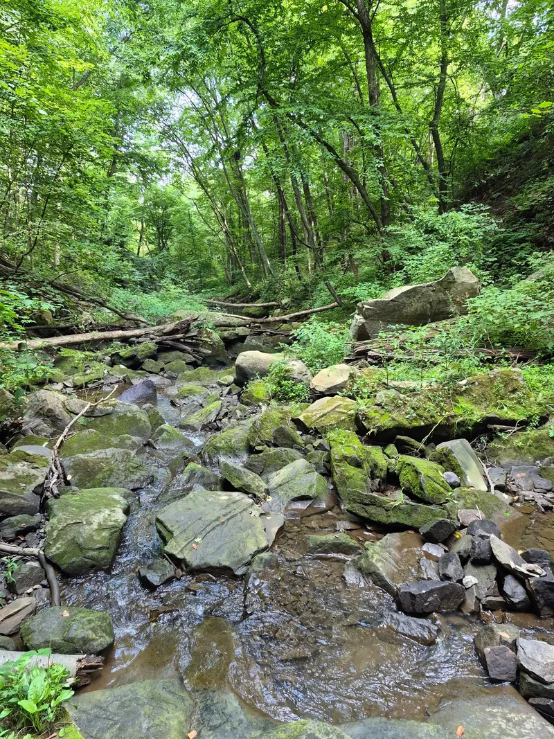 Rocky stream beneath dense green foliage in the Buttermilk Falls Homewood photo collection
