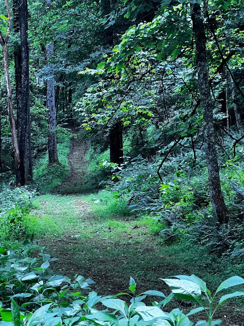 Wooded dirt trail from the Cedar Creek State Park photo collection; unnamed trail context, not the withdrawn campsite-T3 swimming approach
