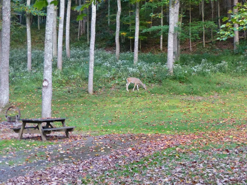 Deer grazing among trees near a picnic table in the Cedar Creek State Park photo collection; wildlife context, not proof of a reservable campsite