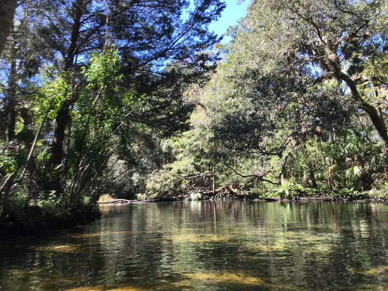 Wooded banks around clear water in the Chassahowitzka River photo collection