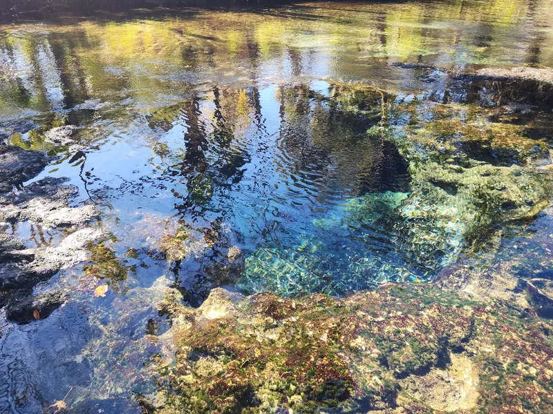 Limestone-edged water in the Chassahowitzka River photo collection, exact spring not independently geolocated