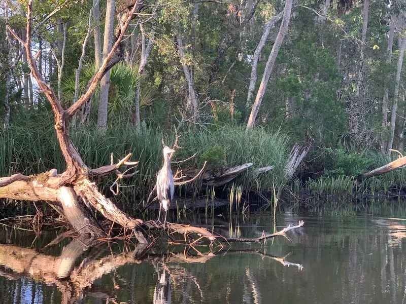 Wading bird standing on a fallen branch in the Chassahowitzka River photo collection