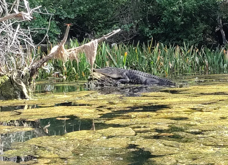Alligator resting on a log among aquatic plants in the Chassahowitzka River photo collection
