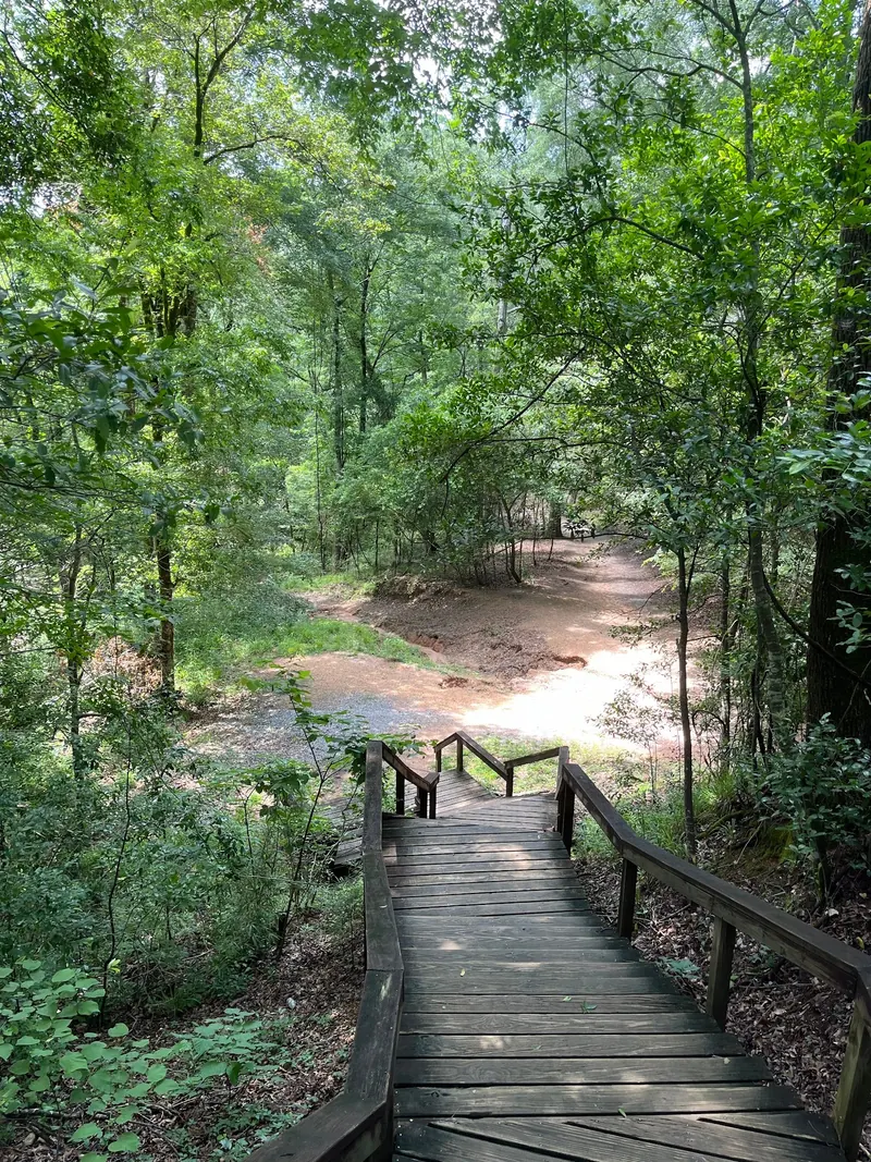 Wooden stairs descending through forest at Clark Creek Natural Area