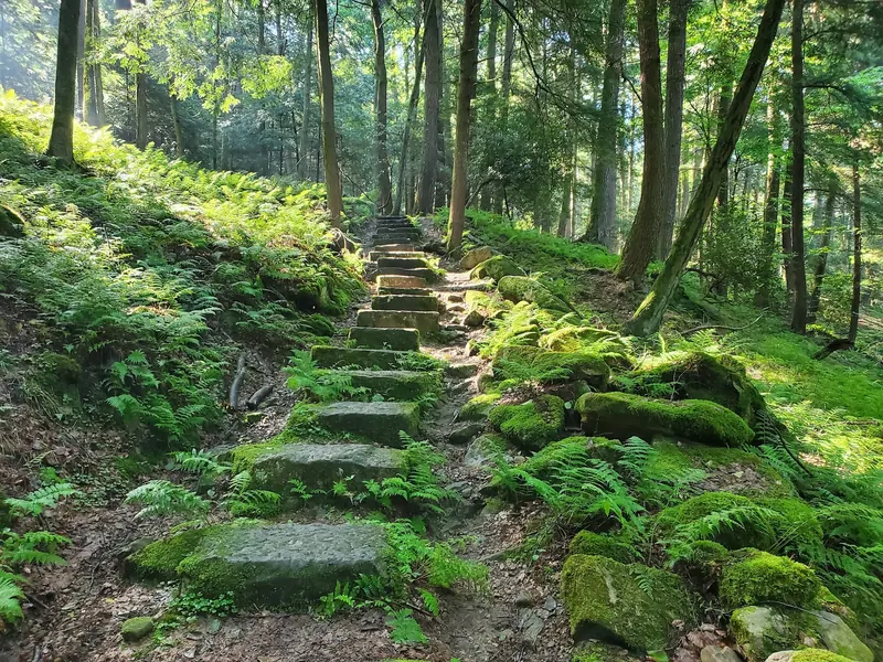 Stone steps through ferns and forest at Cook Forest State Park; not a verified river-access trail