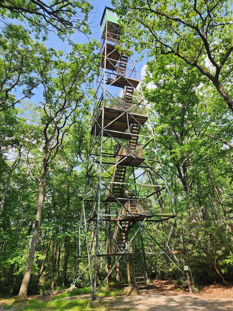 Observation tower among trees at Cook Forest State Park