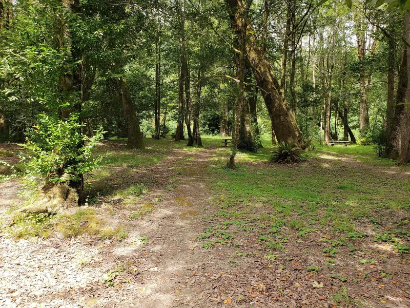 Picnic tables beneath trees at Coquille Myrtle Grove State Natural Site