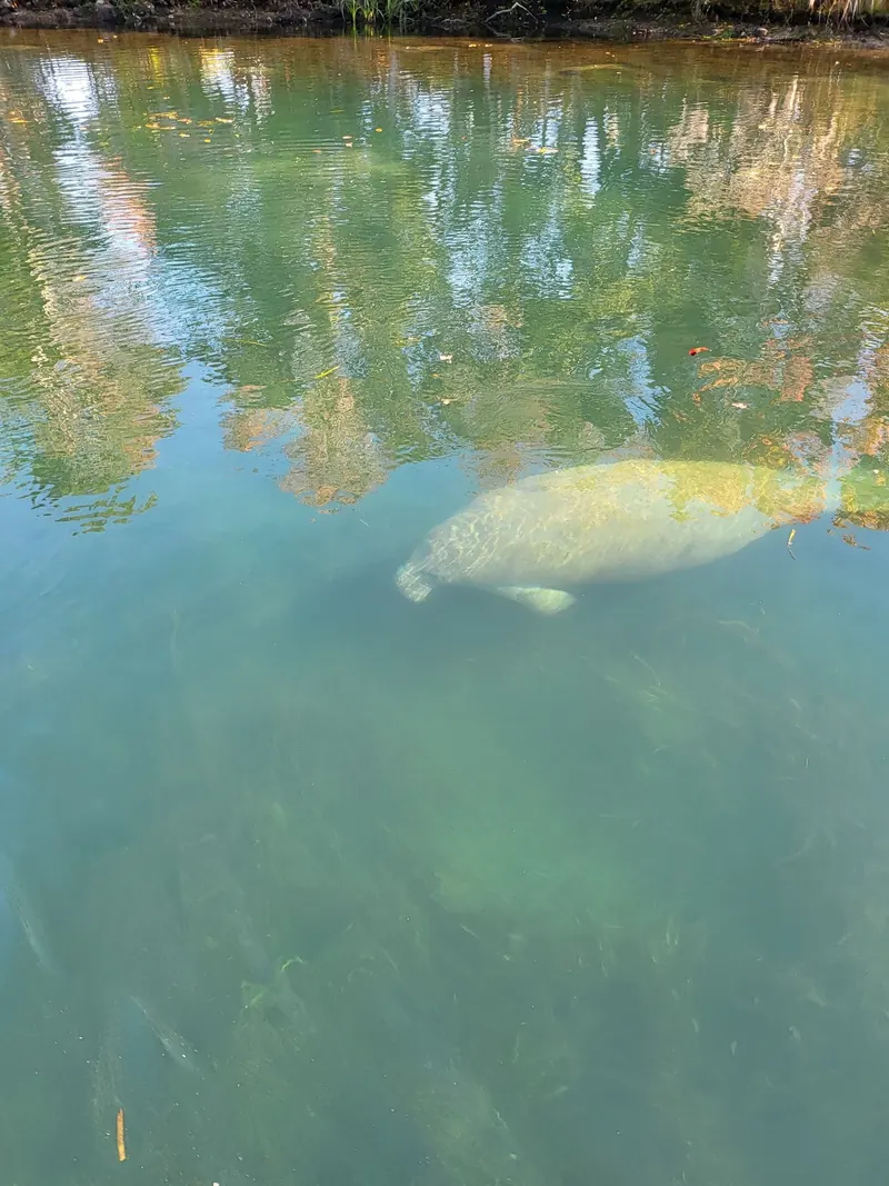 Manatee beneath tree reflections in the Crystal River regional photo collection