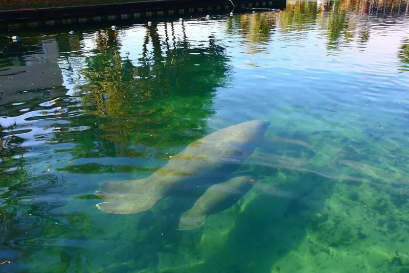 Two manatees below the surface near a buoy line in the Crystal River regional photo collection