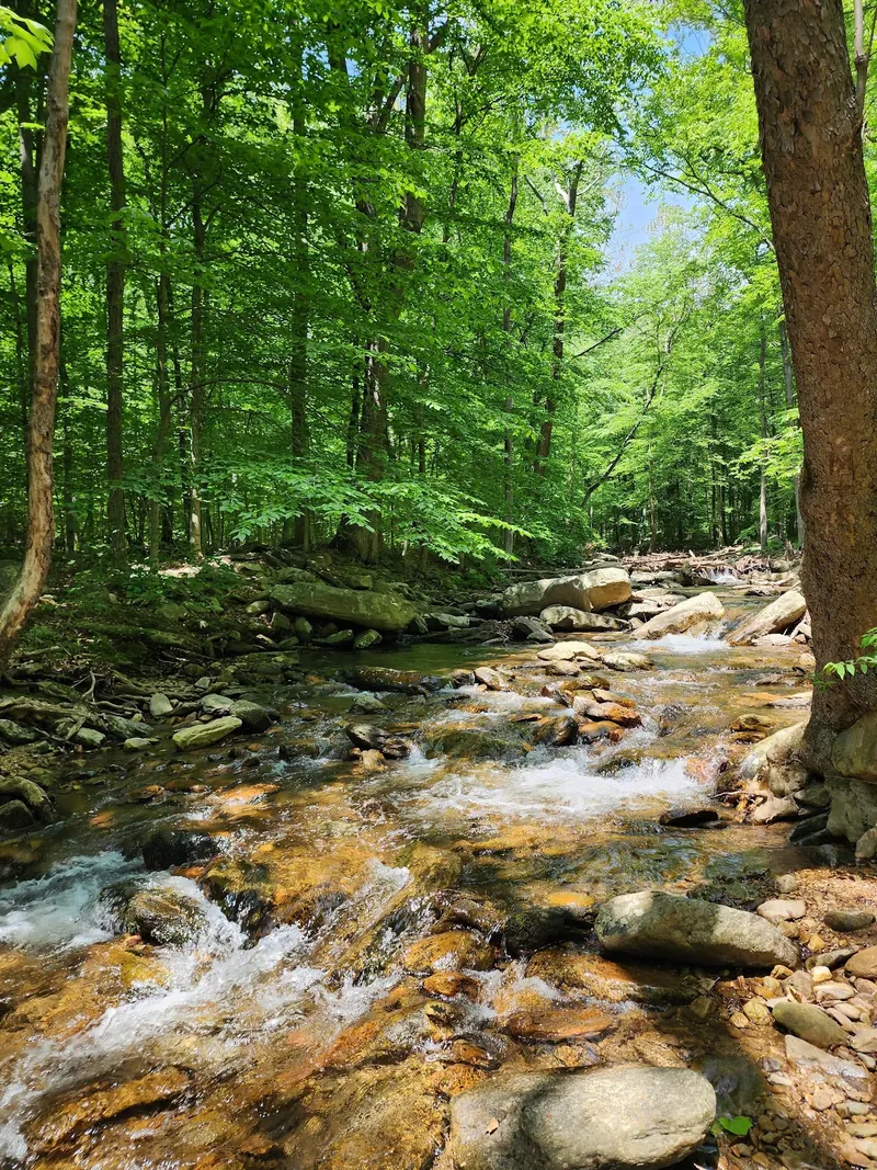 Historical wooded creek and rocky streambed in the Cunningham Falls State Park collection; park scenery, not Hunting Creek Lake swimming access