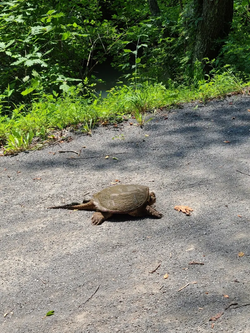 Turtle crossing the gravel Deckers Creek Trail beside wooded creek banks
