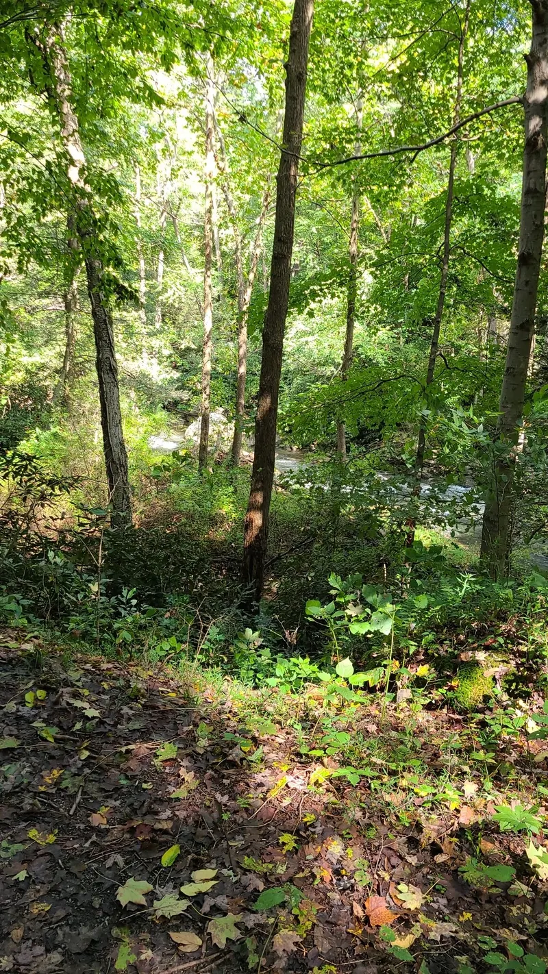 Wooded creek bank with water visible through trees in the Deckers Creek Trail collection; corridor context, not a verified descent or swimming entry