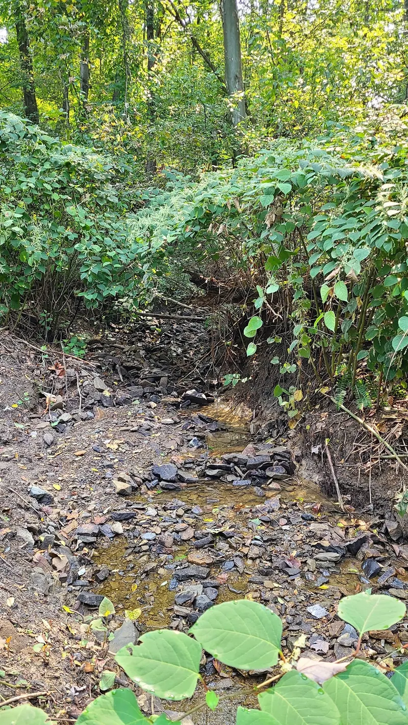 Small rocky side channel beneath dense vegetation in the Deckers Creek Trail collection; unidentified channel context rather than a swimming destination