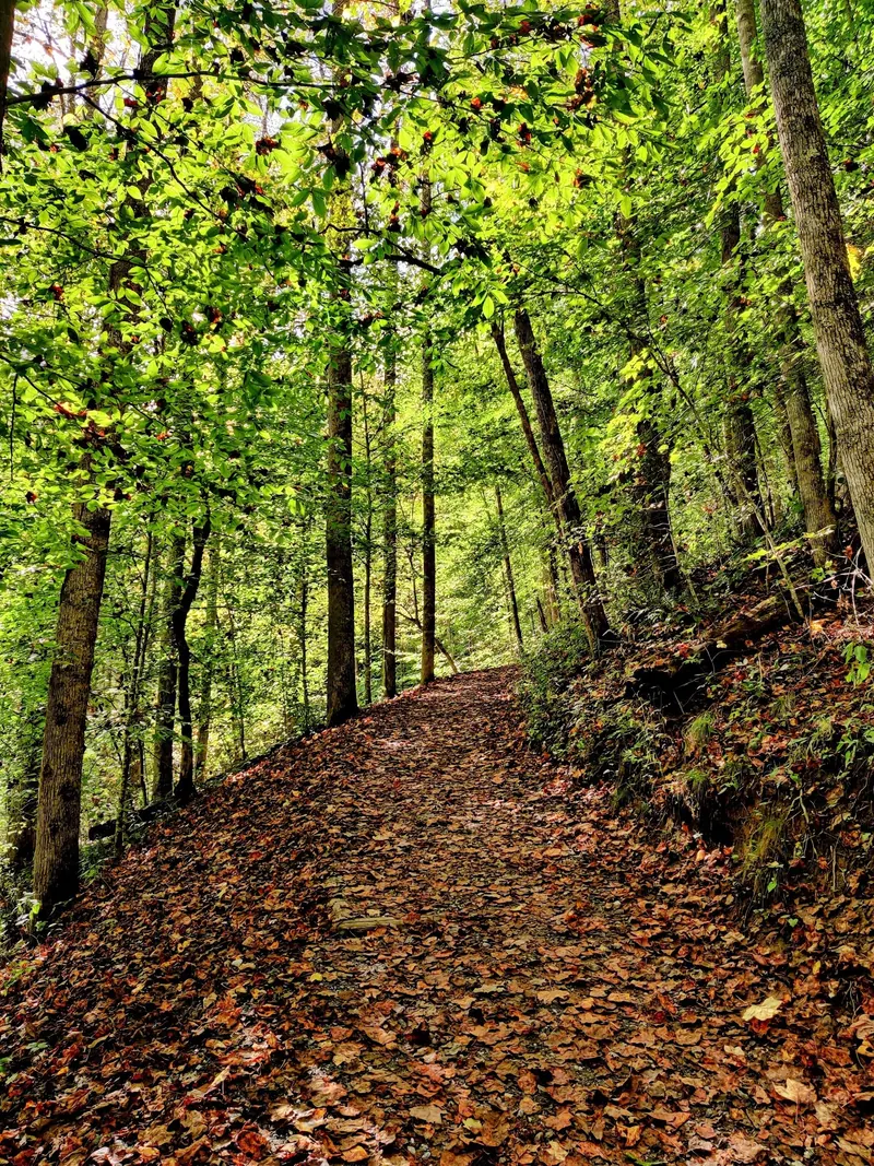 Leaf-covered woodland path on a hillside in the Deep Creek trail area