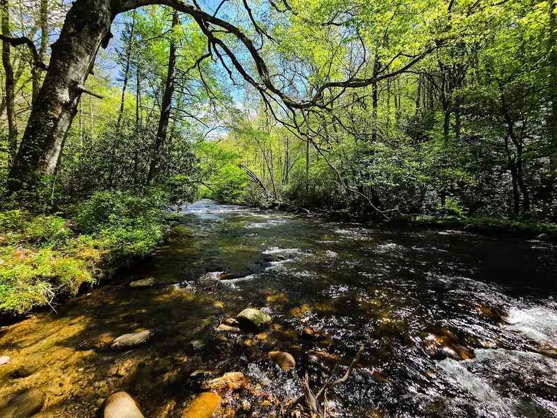 Deep Creek flowing over rocks beneath overhanging trees near Bryson City