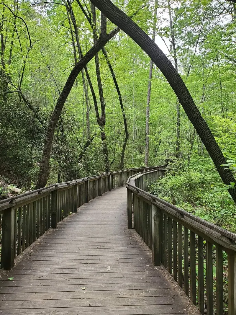 Wooden boardwalk with railings curving through forest in the DeSoto park collection