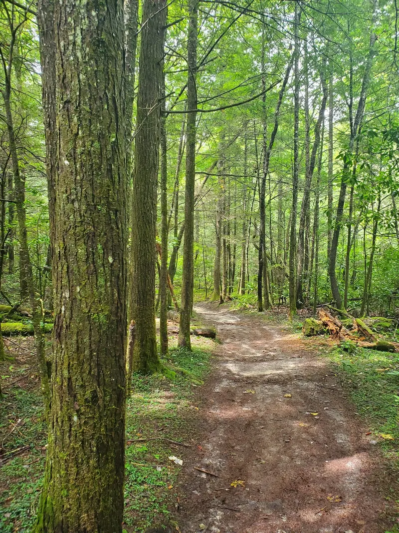 Forested path photographed near Dog Slaughter Falls in 2020, before the reported trail closure