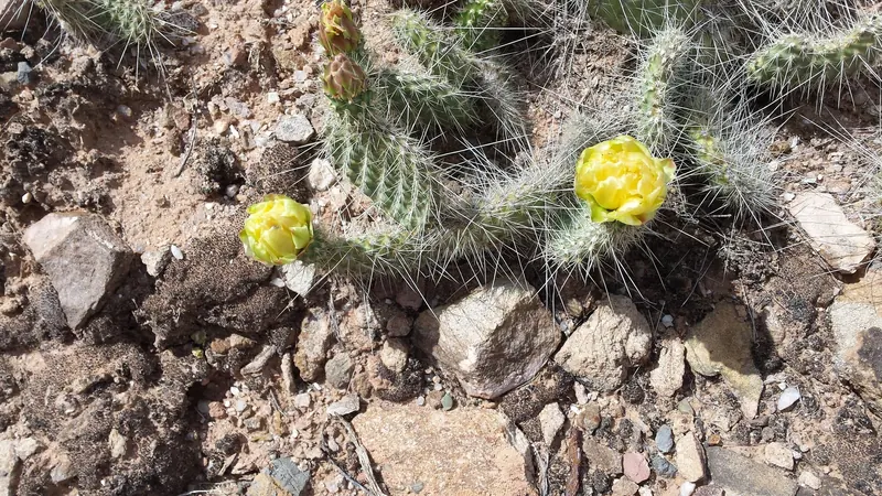 Yellow cactus flowers among dry rocks in the Dominguez Canyon area