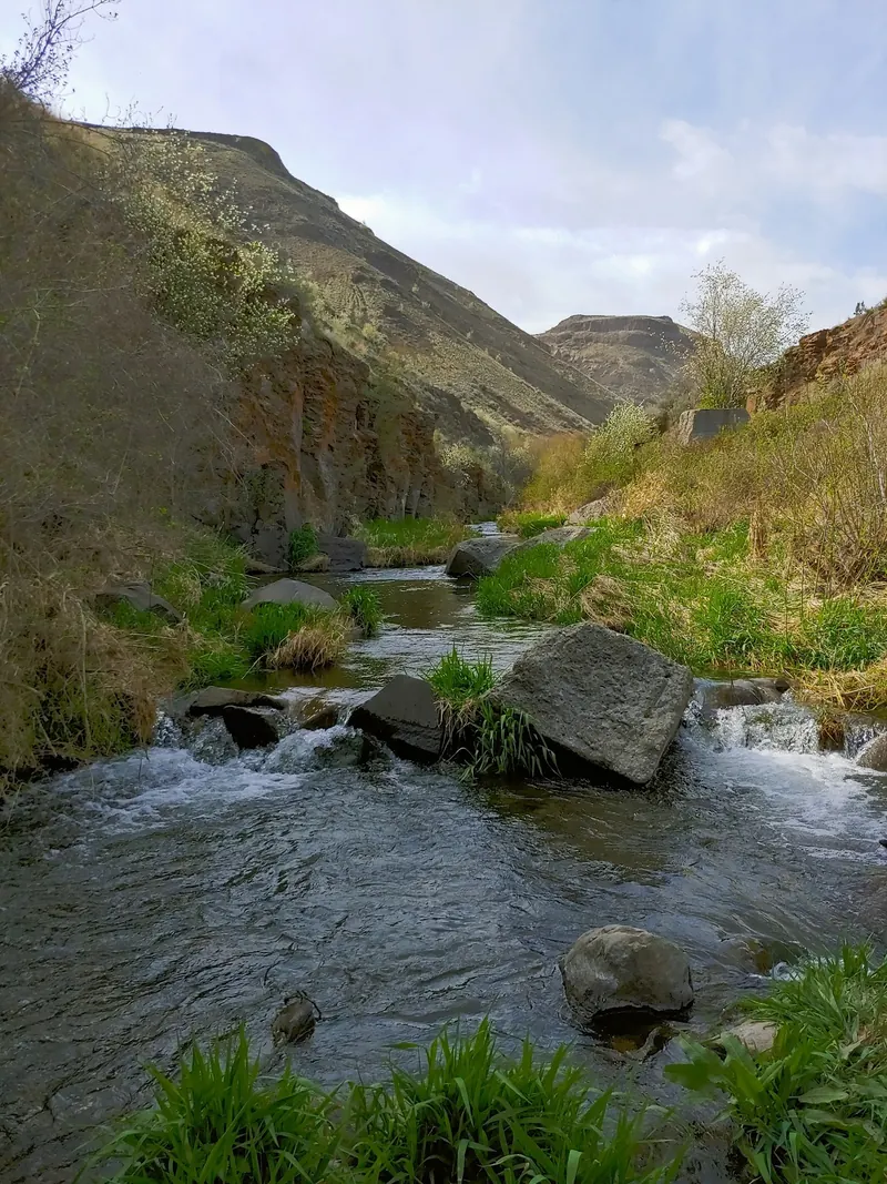 Water flowing around rocks and green streamside vegetation in Douglas Creek canyon
