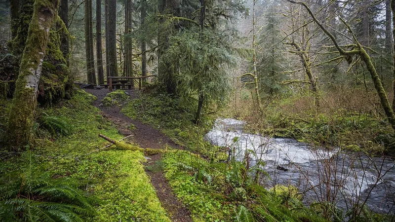 Forested riverbank with moss-covered ground and a picnic table at Dovre Recreation Site