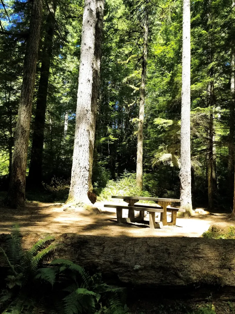 Wooden picnic table beneath tall trees in a forested Dovre campsite