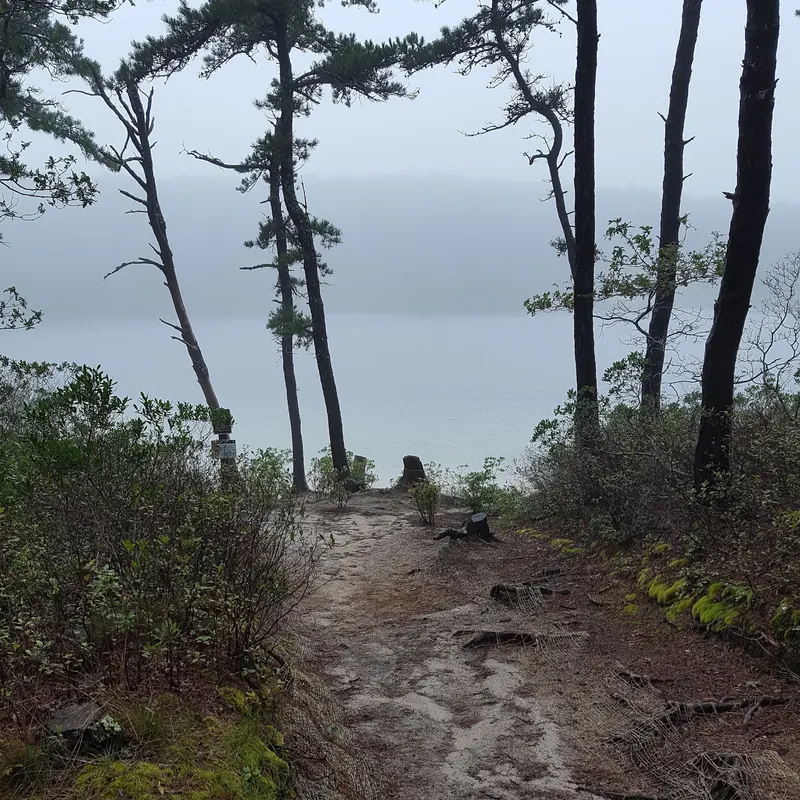 Sandy wooded approach toward Duck Pond on an overcast day in a historical photo