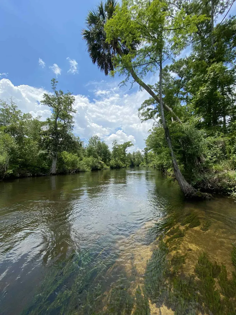 Tree-lined Econfina Creek with a sandy margin and reflections on the water; creek scenery, not a verified swimming entry