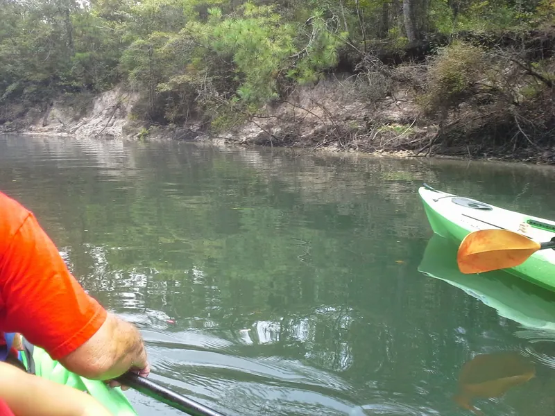 Sandy wooded bank beside Econfina Creek viewed from kayaks; paddling scenery, not a verified Pitt Spring swimming entry