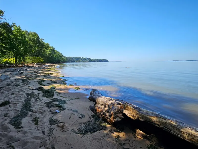 Driftwood and trees along the Elk Neck shoreline, shown as park scenery rather than a designated swimming entry