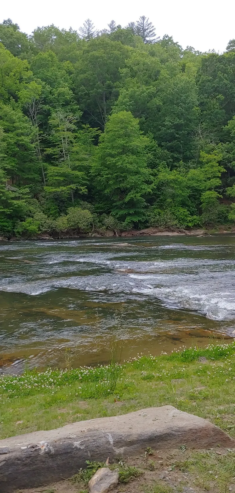 Grassy bank and river shoals beneath green trees at Elk Shoals, showing rocks and moving water